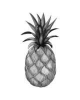 ananas acquerello mano disegnato frutta. monocromatico schizzo di ananas. vettore