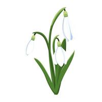 bellissimo vettore bucaneve. primo primavera fiori. clipart. delicato bucaneve fiori per il tuo design