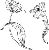 lineare tulipano fiore. mano disegnato illustrazione. Questo arte è Perfetto per invito carte, primavera e estate arredamento, saluto carte, manifesti, scrapbooking, Stampa, eccetera. vettore