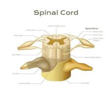 anatomico spinale cordone infografica vettore