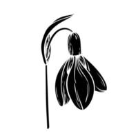 primo primavera fiori. bucaneve vettore silhouette illustrazione