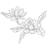 floreale linea arte. magnolia fiore schema per floreale colorazione pagine, minimalista moderno nozze inviti vettore