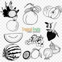 tropicale frutta collezione, agricoltura frutta, giardinaggio, agricoltura, biologico cibo vettore