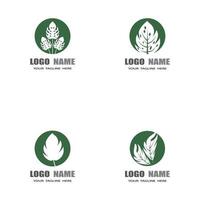 monstera leaf logo disegno vettoriale