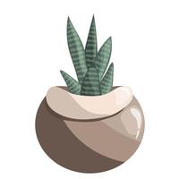 sansevieria o zebra cactus nel ceramica pentola su bianca sfondo. succulento, suocera lingua, serpente pianta vettore