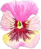 acquerello rosa viola del pensiero fiore mano disegnato clipart isolato decorativo fiore vettore