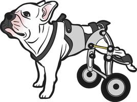 cane sedia a rotelle animale domestico gamba invalidità vettore