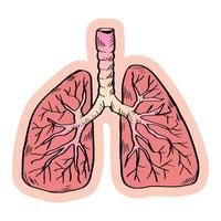 umano organo polmoni nel mano disegnato scarabocchio stile. vettore