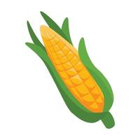 vettore illustrazione di un' pannocchia di mais su bianca sfondo