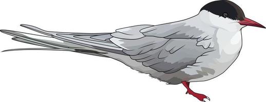 artico sterna sterno paradisiaco uccello vettore illustrazione.