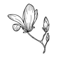 linea arte botanico clipart con magnolia fiore vettore