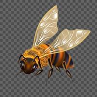realistico dettagliato 3d miele ape. vettore