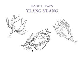 mano drawylang ylang vettore disegno impostare. isolato illustrazione di medico fiore. bellezza e terme, cosmetico ingrediente.