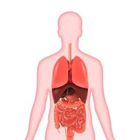 vettore illustrazione di diagramma di umano anatomia. vettore umano organi.