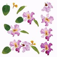acquerello viola regine fiore mazzo ghirlanda telaio vettore