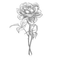 Rose. mano disegnato fiore impostato illustrazioni. botanico pianta illustrazione. Vintage ▾ medicinale erbe aromatiche schizzo impostato di inchiostro mano disegnato medico erbe aromatiche e impianti schizzo vettore