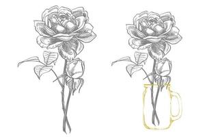 Rose. mano disegnato fiore impostato illustrazioni. botanico pianta illustrazione. Vintage ▾ medicinale erbe aromatiche schizzo impostato di inchiostro mano disegnato medico erbe aromatiche e impianti schizzo vettore