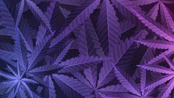 foglie viola della pianta di cannabis, carta da parati con pianta di marijuana, vista dall'alto. vettore