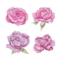 acquerello rosa fiore icona impostare, mano disegnato acquerello vettore illustrazione per saluto carta o invito design