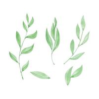 impostato di verde acquerello le foglie decorazione, mano disegnato acquerello vettore illustrazione per saluto carta o invito design