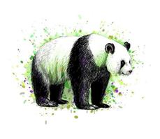 ritratto di un orso panda da una spruzzata di acquerello, schizzo disegnato a mano. illustrazione vettoriale di vernici