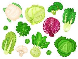 cartone animato cavoli. fresco lattuga, broccoli, cavolo foglie, cavolfiore, bianca e rosso cavolo. vario tipi di salutare verde verdure vettore impostato