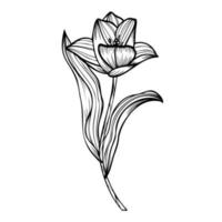 linea arte clipart con tulipano fiore vettore