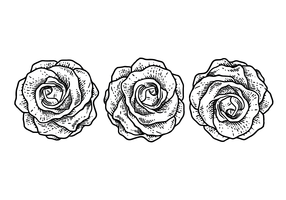 Illustrazione vettoriale di rose