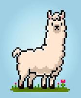 8 bit pixel di lama. animale pixel nel vettore illustrazione per gioco bene.