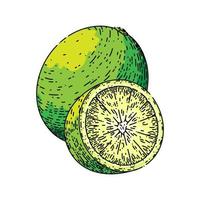 lime fetta frutta schizzo mano disegnato vettore