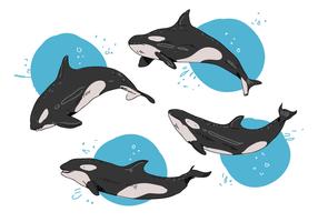 Illustrazione disegnata a mano di vettore di posa delle orche