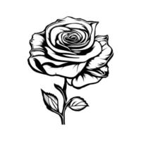 mano disegnato Rose. schizzo rosa fiori con le foglie. nero e bianca Vintage ▾ acquaforte vettore botanico