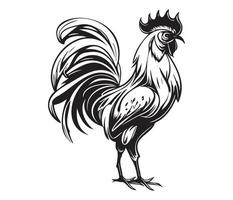 pollo cazzo gallo, polli galli, azienda agricola animale illustrazione vettore