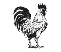 pollo cazzo gallo, polli galli, azienda agricola animale illustrazione vettore