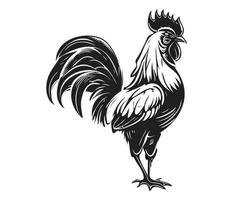 pollo cazzo gallo, polli galli, azienda agricola animale illustrazione vettore