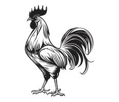 pollo cazzo gallo, polli galli, azienda agricola animale illustrazione vettore