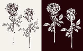 clip arte con lussureggiante fioritura Rose con steli. incisione Vintage ▾ stile. isolato monocromatico vettore illustrazione.