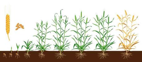 Grano o segale grano e orecchio crescita nel suolo stadi vettore