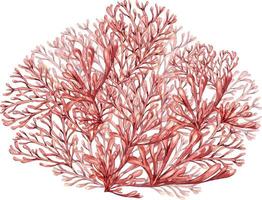 mare impianti, corallo acquerello illustrazione isolato su bianca sfondo. rosa agar agar alga marina, fillofora mano disegnato. design elemento per pacchetto, etichetta, pubblicità, avvolgere, marino collezione vettore