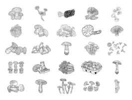 prodotti a base di funghi. illustrazione vettoriale.