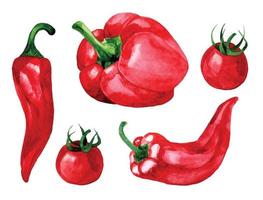 acquerello disegno. impostato di rosso verdure. campana Pepe, chili Pepe, ciliegia pomodori vettore