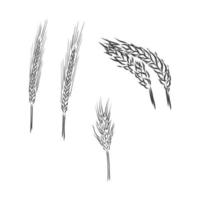 grano invernale, grano, vintage illustrazione inciso di grano invernale isolato su uno sfondo bianco. schizzo di vettore di grano su sfondo bianco