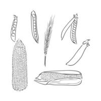 mais dolce. verdure disegnate a mano di vettore isolate su priorità bassa bianca. schizzo di vettore di mais su sfondo bianco