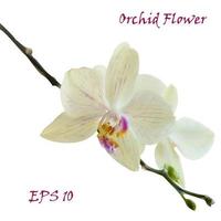 bianca isolato orchidea fiore vettore