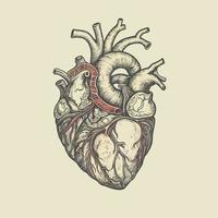 umano cuore con vene e arterie. vettore illustrazione nel Vintage ▾ stile.