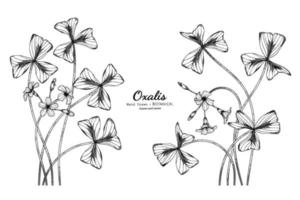 illustrazione botanica disegnata a mano di fiore e foglia di oxalis con disegni al tratto. vettore