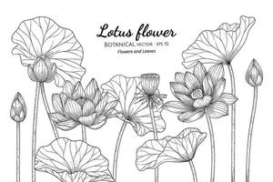 fiore di loto e foglia illustrazione botanica disegnata a mano con disegni al tratto su sfondi bianchi. vettore