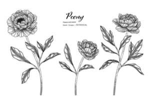 illustrazione botanica disegnata a mano di fiore e foglia di peonia con disegni al tratto. vettore