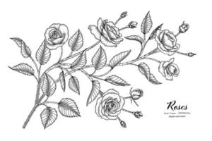 illustrazione botanica disegnata a mano del fiore e della foglia delle rose con la linea arte. vettore
