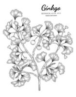 illustrazione botanica disegnata a mano del ginkgo con disegni al tratto su sfondi bianchi. vettore